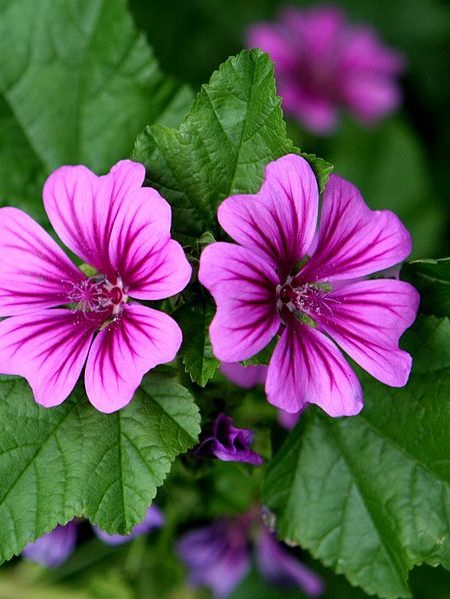 ۸۰۰px-Malva_sylvestris_mauritiana