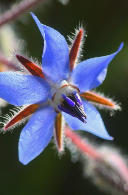 Borago officinalis (Bourrache officinale), détail de la fleur. – Boraginanceae
