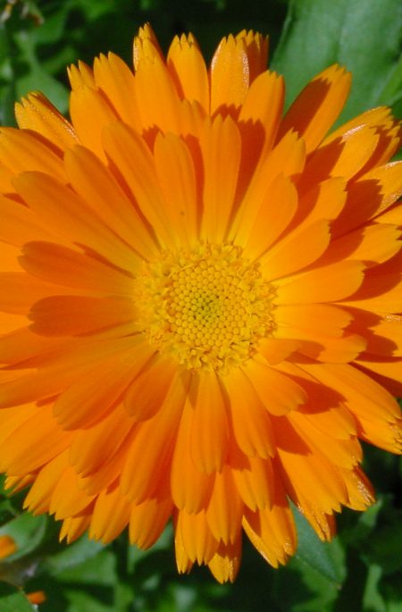 goudsbloem, calendula
