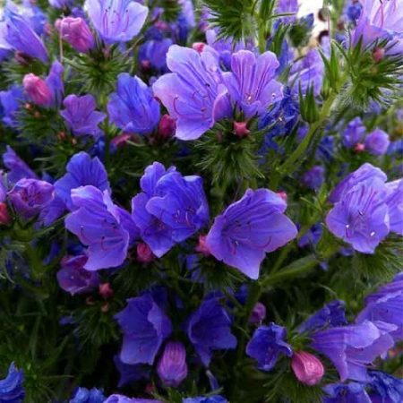 Cattle flowers