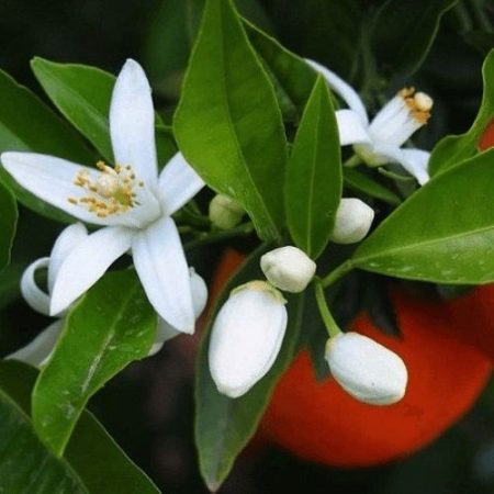 Citrus aurantium