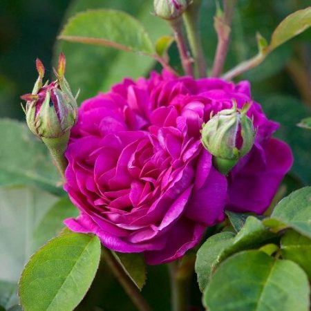Damask rose
