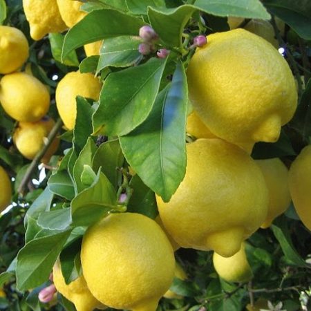 To lemon
