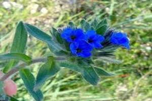 abvkhlsa-plant-and-its-medicinal-properties