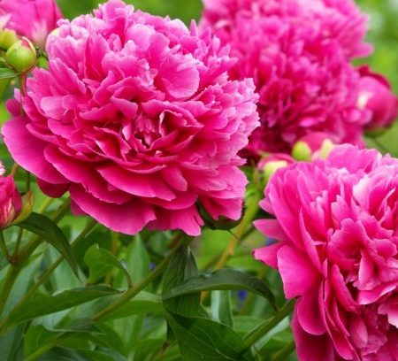pink-peonies-flowers_1328508861 pink-peonies-flowers_1328508861