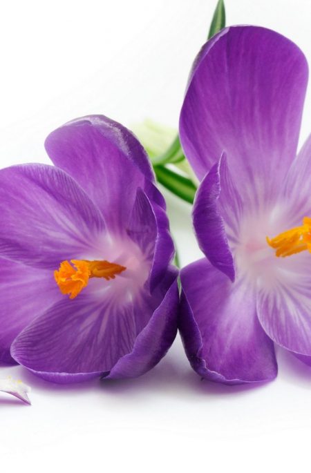 violet violet
